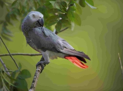 african grey parrot and rainforest habitat