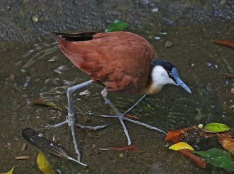 african jacana and freshwater wetland