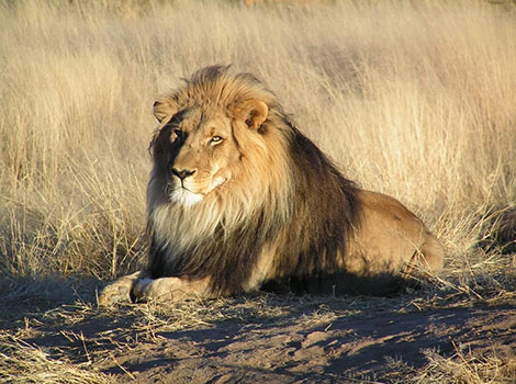 lion golden fur and pride social behavior