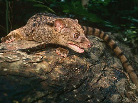 african palm civet canopy and nocturnal behavior