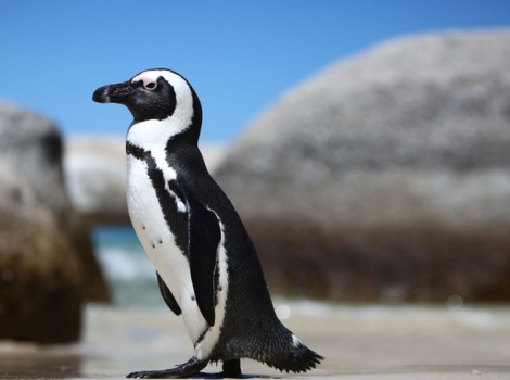 African penguins walking on the sand