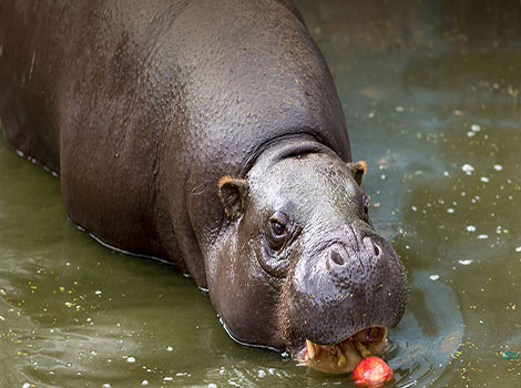 african pygmy hippopotamus and swamp habitat