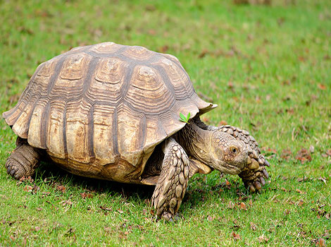 african spurred tortoise large and spurred thighs