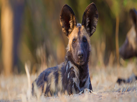 african wild dog pack hunting and savanna habitat