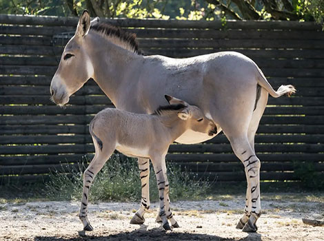 african wild donkey and desert survival adaptations