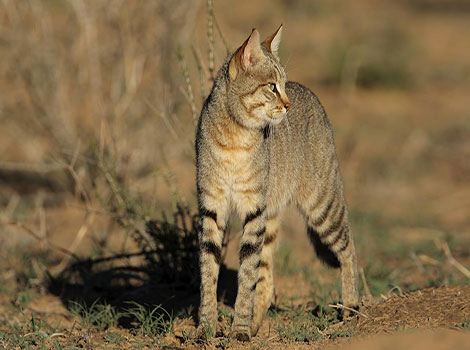 african wildcat in savanna