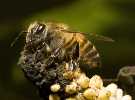 africanized bee defensive behavior and colony