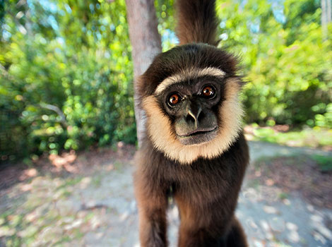 agile gibbon and tree-swinging