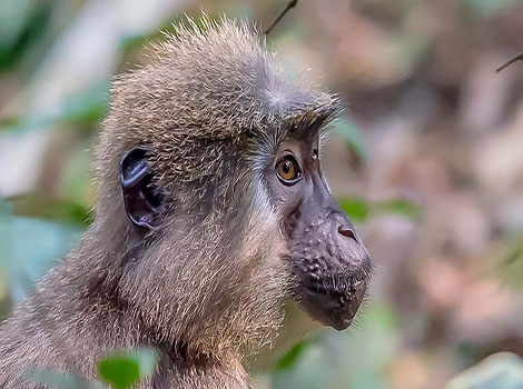 agile mangabey and tropical forest habitat