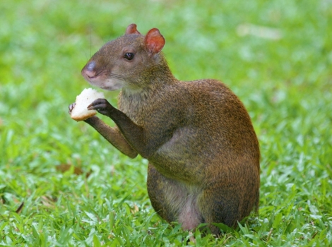 agouti in tropical forest and seed disperser