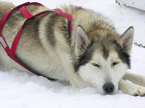 alaskan husky sledding dog in arctic climate
