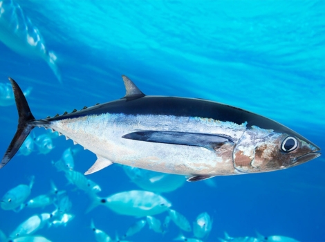 albacore tuna and pelagic ocean habitat