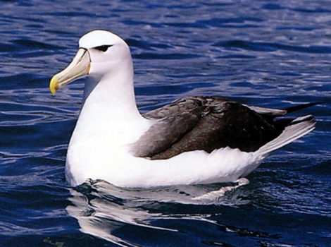 albatross and open ocean flight