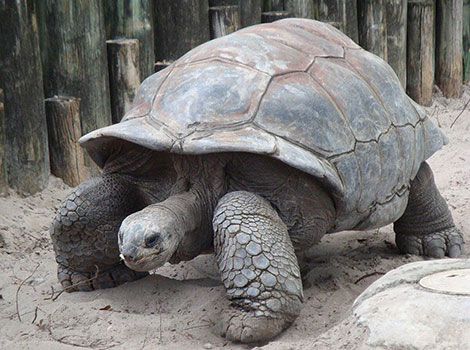 aldabra giant tortoise and extended lifespan