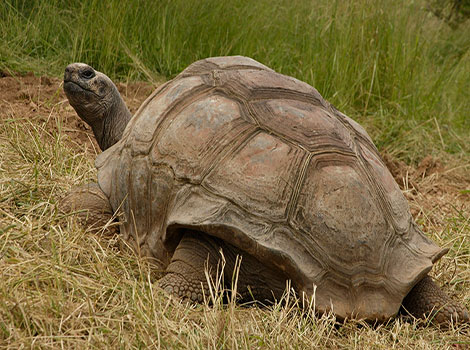 aldabra tortoise large size