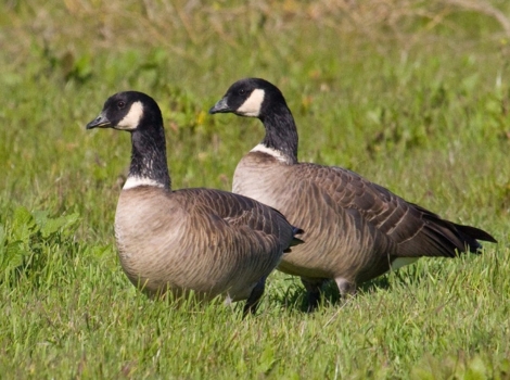 aleutian cackling goose flock