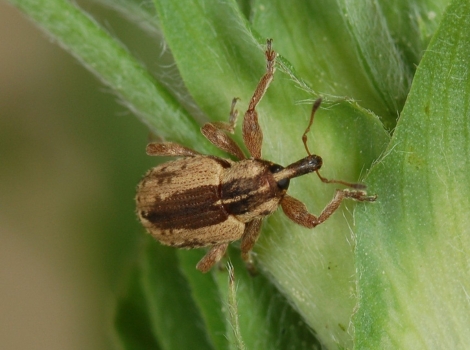 alfalfa weevil larva and leaf damage behavior