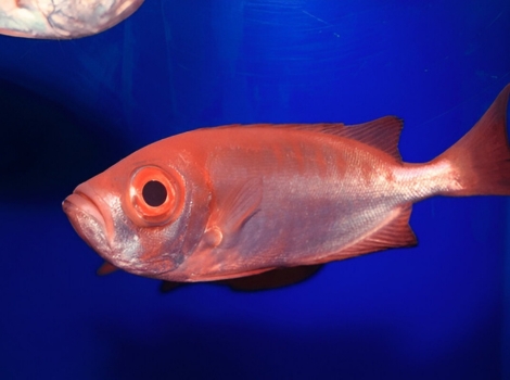 alfonsino deep sea fish habitat and features