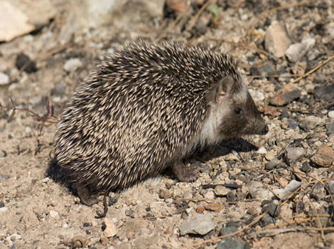 algerian hedgehog climbing scrub agility