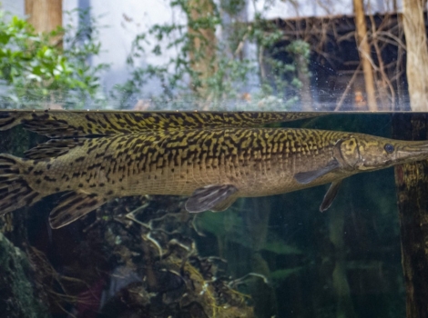 alligator gar and brackish water habitat
