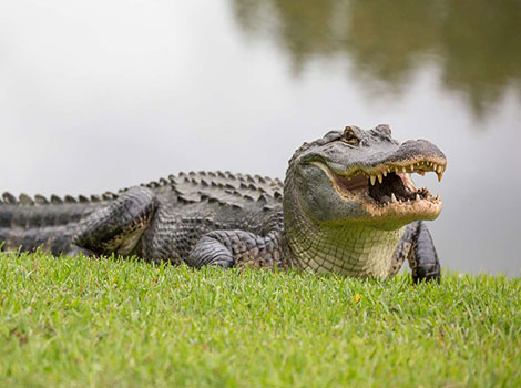 alligator ambush predator and swamp habitat