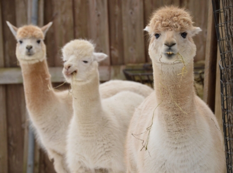 alpaca in high-altitude andes grasslands