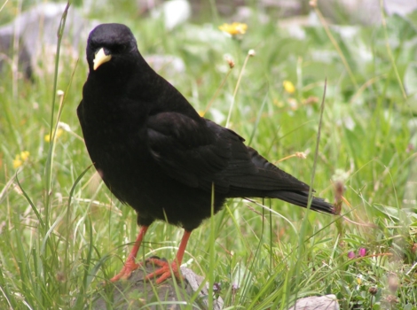 alpine chough and mountain ecosystem