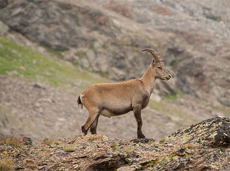 alpine goat in mountain habitat