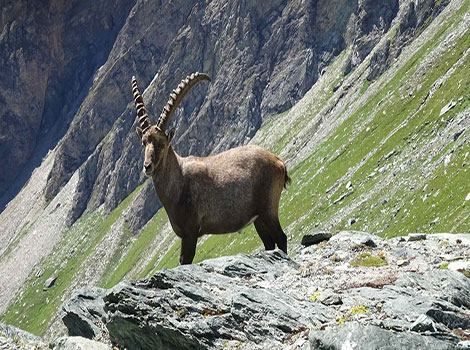 alpine ibex rocky slopes and grazing habitat