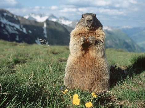 alpine marmot burrow group