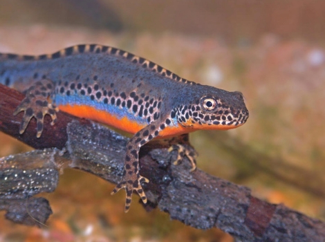 alpine Newt orange belly and aquatic habitat