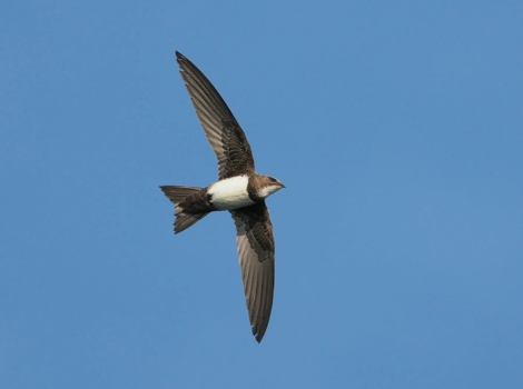 alpine swift aerial flight and mountain cliff habitat