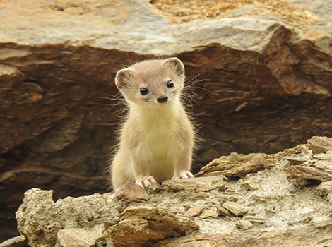 altai weasel hunting small mammals and habitat
