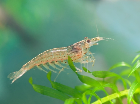 amano shrimp translucent body and algae-cleaning behavior