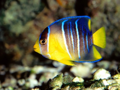amazon angelfish freshwater