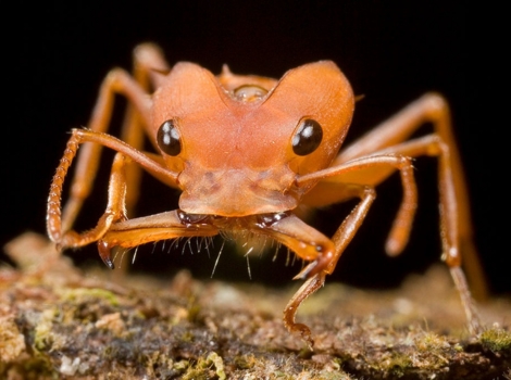 amazon ant colony raid and parasitic behavior
