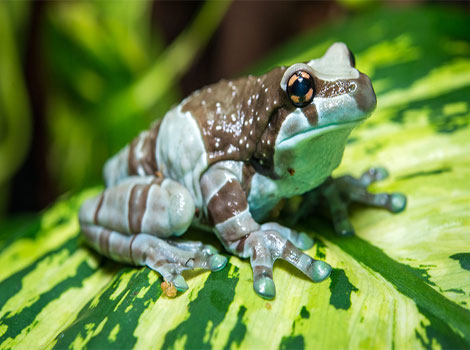 amazon milk frog vibrant and arboreal lifestyle