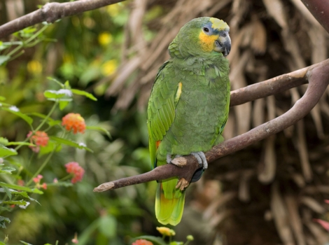amazon parrot and tropical forest