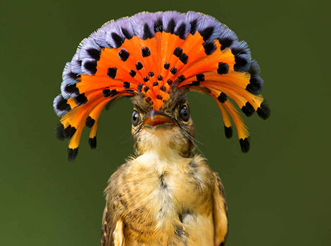 amazonian royal flycatcher crest