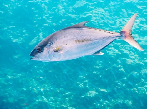 amberjack schooling behavior and ocean habitat