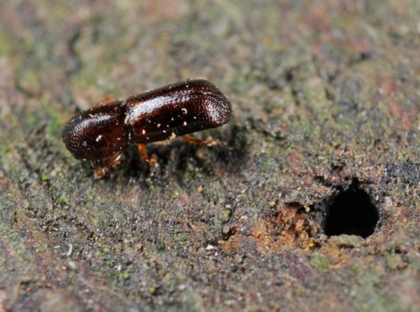 ambrosia beetle tunnels and fungal cultivation