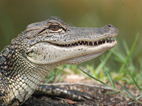 american alligator freshwater predator and tooth replacement