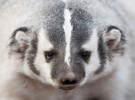 american badger hunting prairie and digging