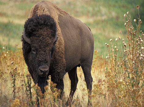 bison hump shoulders and grazing grass