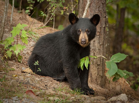 american black bear