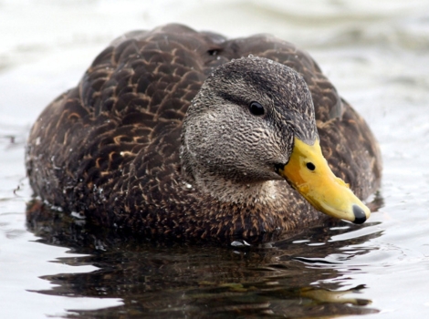 american black duck swimming shallow marsh dawn