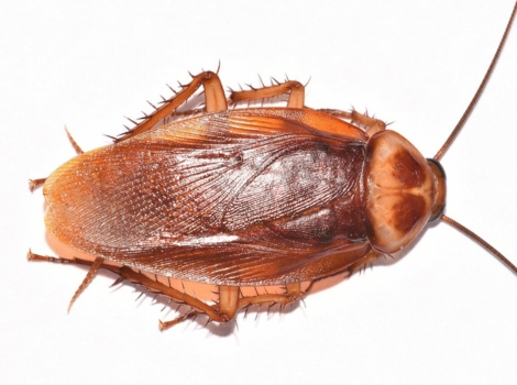 american cockroach reddish-brown body and habitat