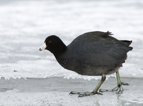 american coot floating nest
