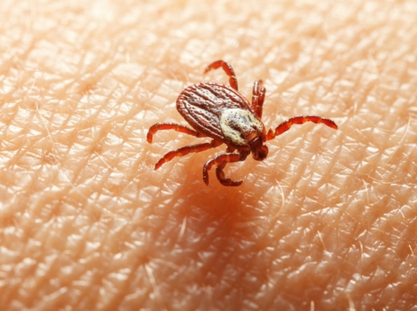 american dog Tick brown body and parasitic behavior