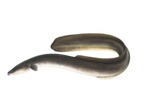 american eel nocturnal behavior and freshwater habitat